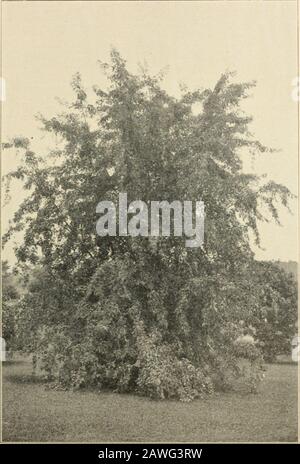 Mount Hope Nurseries établi 1840 : catalogue général . l. Le plus hardieux et tout à fait le meilleur des temples du Japon. Un des petits arbres ou arbustes les plus choiques. Dans les baignoires. de 3,00 $ à 5,00 $. var. dissectum atropurpurum. Érable Japax Violet À Feuilles Coupées. D. Une des variétés mostfrappantes et très jolies des temples japonais. Forme de naine et de suintement. Les Theleaves sont d'une belle couleur rose quand jeunes, et changent à un violet profond et constant, les asils deviennent plus vieux. Ils sont aussi profondément et délicatement coupés, leur donnant une apparence élégante et férée. Le jeune gai:h est long, mince, et pendule, Banque D'Images