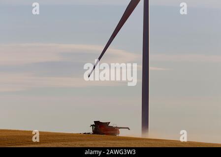 Une moissonneuse-batteuse récolte de l'avoine autour de la base d'une éolienne près de Jamestown Australie méridionale Banque D'Images