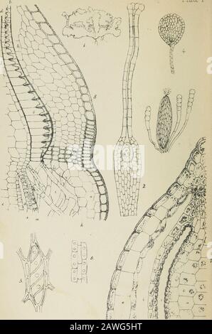 Manuel des mousses britanniques : comprenant tout ce qui est connu pour être des indigènes des îles britanniques . 1 I. VVF-u: £1ei,"tlith M. ? A/incentBroaka.lrnp. MANUEL DES MOUSSES BRITANNIQUES; COMPRENANT TOUT CE QUI EST CONNU POUR ÊTRE INDIGÈNES DE ?D&^ IRITIS^ JSLEH, PAR LE RÉV. M. J. BERKELEY, M.A., F.L.S., AUTEUR DE L'INTRODUCTION À CRYPTOGAMIQUE BOTANY, CONTOURS DE LA FUNGOLOGY BRITANNIQUE, ETC. DEUXIÈME ÉDITION.HANDBOOKNOFBRITIS00BERK Banque D'Images