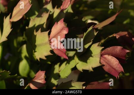 Usine de maison schlumbergera. Plante rouge verte succulente Banque D'Images