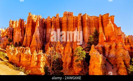 Lever du soleil au-dessus du vermilion Hoooooooooos de l'amphithéâtre Pinnacle roches dans le parc national de Bryce Canyon, Utah, United Sates Banque D'Images