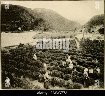 Agriculteurs de quarante siècles; ou, agriculture permanente en Chine, en Corée et au Japon . )abstention vue dans la Fig. 172. Après chaque sélection des lames, les buissons sont recoupés avec j)runing-cisars, givingles rangées l'apparence des haies soigneusement taillées. Les feuilles de thé sont cueillies à la main, généralement par les femmes et les filles, après la manière vue en Fig. 173, où ils rassemblent les feuilles nouvellement formées du théier dans des paniers à peser frais, comme on le voit dans la Fig. 174. 288 L'INDUSTRIE DU THÉ Trois cultures de feuilles sont généralement rassemblées chaque saison, le premier donnant au Japon 100 kan par tan, le deuxième 50 kan, et Banque D'Images