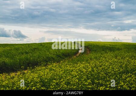 Belle vallée. Traversez les prairies et les collines vertes. Champ à fleurs jaunes. Paysage naturel avec ligne d'horizon Banque D'Images