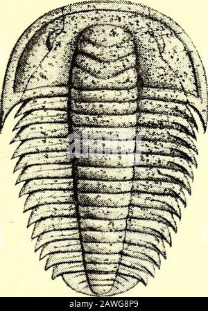 Un guide pour les animaux invertébrés fossiles dans le département de géologie et de paléontologie au British Museum (Natural History) . Banque D'Images