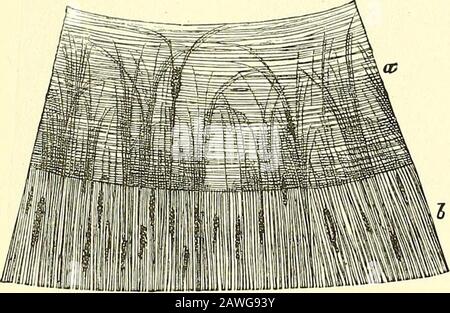 Éléments de l'anatomie de Quain . ording à la couleur de l'œil. Au niveau de la surface postérieure se trouve une couche de pigment sombre, l'uvéa des auteurs ; il s'agit de la couche pigmentaire (rétinienne) qui recouvre les processus ciliaires, et des héréco-sistes de plusieurs strates de petites cellules roundish remplies de granules de pigment noirs. La couleur de l'iris dépend du pigment dans les cellules stroma; dans les différentes nuances de l'œil bleu, il provient du pigmentnoir de la surface postérieure apparaissant plus ou moins par le stroma, qui dans de tels cas est légèrement coloré ou incolore; mais dans le theblac Banque D'Images
