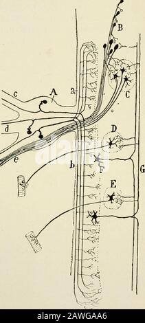 L'anatomie du système nerveux, du point de vue du développement et de la fonction . de la trad rachidienne X. V canal central Fig. 130.—noyaux Sensoriels projetés sur une section sagittale médiane de la tige du cerveau humain.lignes horizontales, noyaux sensoriels somatiques généraux; éclosion croisée, noyau sensoriel viscéral; stipule, noyaux sensoriels somatiques spéciaux. Et mésencéphale (Fig. 132). Il est composé en grande partie de fibres longues qui atteignent le thalamus. La voie affecrente secondaire dorsale des nervonsistes trigéminaux est principalement constituée de fibres non croisées et se trouve non loin du sol du ventricule fourthaire et de la ce Banque D'Images