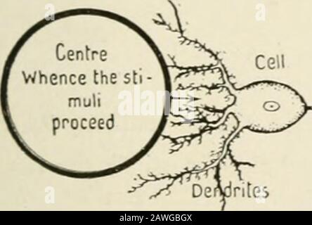 L'anatomie du système nerveux, du point de vue du développement et de la fonction . Axiscyli ndcf B Fig. 127.—Schéma illustrant le principe du neurobioaxe. L'axe-cylindre croît dans la direction du courant nerveux, indiqué par la flèche, alors que la croissance tendritique et le déplacement final du corps cellulaire se produisent par rapport au courant nerveux: A, Les Dendrites poussent vers le centre de la stimulation; B, le corps cellulaire s'est déplacé vers le centre de la stimulation; le vérin-axe est par conséquent allongé. (Kappers.) pers estime qu'il s'agit d'un phénomène galvanotrope, sur la base de o Banque D'Images