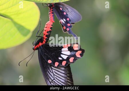 Gros plan sur UN insecte noir de papillon femelle accroché à un papillon mâle sur une feuille de citron vert, ailes noires de papillon, papillon extérieur Banque D'Images