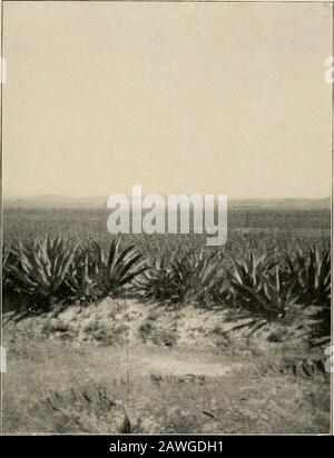 Sur les hautes terres mexicaines, avec un aperçu de Cuba . RD vers le Golfe et dans le Texas.Nous avons grimpé de plusieurs milliers de pieds à Saltillo, où le mercure a presque enregistré le gel. Nowwe descendait les pentes intérieures des Barriermountains, passant près du champ de bataille de Buenavista, où Zachary Taylor frappa Santa Annaand sa horde à peau foncée, Et a gagné le célèbre qui l'a fait président des États-Unis.Nous entrions dans ce vaste désert intérieur qui s'étend sur tant de centaines de miles au sud d'Acambaro, où nous devrions commencer à grimper encore plus haut gammes, en les traversant Banque D'Images