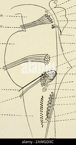 L'anatomie du système nerveux, du point de vue du développement et de la fonction . Système Les fibres du noyau médial entrent à la fois dans les nerfs droit et gauche. Somefrom la partie caudale de la division dorsale du noyau latéral traverse le plan thémadien. Les autres restent sans scrupules. Après avoir balayé dans le large curvesthrough le tegmentum et le noyau rouge, les fibres émergent à travers le sulcus oculo-moteur. Tous les muscles extrinsèques de l'œil, à l'exception de la défense latérale et oblique supérieure, sont fournis par les groupes médiaux et latéraux de cellules qui sont décrits à juste titre. T, Nucleus de Edinger-Lahal,.Nucleus Banque D'Images