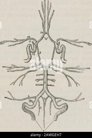 Un système d'anatomie humaine, général et spécial . hes de l'artère basilaire fournit les ponsVarolii, et les parties adjacentes du cerveau. Une de ces branches, * Edinburgh Medical and Surgical Journal, 1839. BRANCHES DE SOUS-CLAVIÈRE. 319 plus grand que le reste, passe le long du cms cerebelli, à être distribuéà la bordure antérieure du cervelet. Cela peut être appelé l'artère cervelet du violon. Les artères cérébelleuses supérieures, deux des branches terminales du basilar, vent autour du crus cerebri de chaque côté, en relation avec le quatrième nerf, et sont distribuées à la surface supérieure du thecerebe Banque D'Images