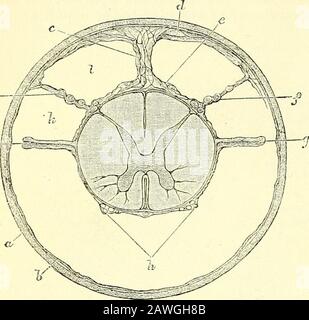 Les éléments de l'anatomie de Quain . t Space com-mimicates avec le quatrième ventricule. La partie lâche de la membrane arachnoïdienne. Il est le plus parfait dans la région du col de l'utérus, étant incomplet ci-dessous. Il se compose de nombreux finelamellae, enfermant entre eux de petits espaces, à l'intérieur d'Avhich courir des vaisseaux sanguins de thélagger. Le trabeculse sous-arachnoïde relie également les racines nerveuses à la surface interne de l'arachnoïde et, dans le trabeculjB régional fin membraneux dorsal, s'étend entre les racines nerveuses postérieures et le septum postérieur. Dans la plupart des parties, cependant, les sous-arachnoidtrabeculse sont beaucoup moins développées dans le sp Banque D'Images