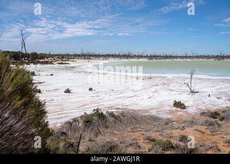 Malles d'arbres morts à Job Lake, un lac salé près de Beacon, Australie occidentale Banque D'Images