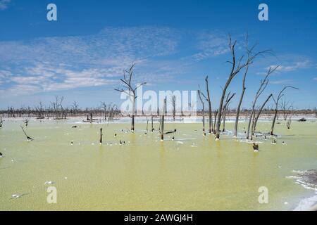 Malles d'arbres morts à Job Lake, un lac salé près de Beacon, Australie occidentale Banque D'Images