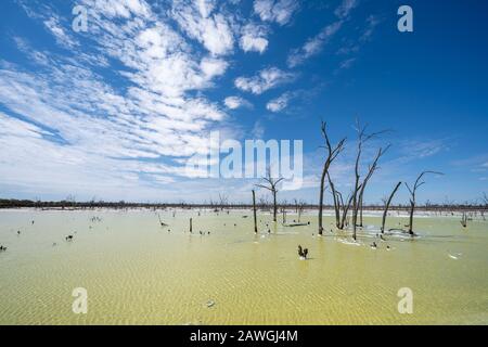 Malles d'arbres morts à Job Lake, un lac salé près de Beacon, Australie occidentale Banque D'Images