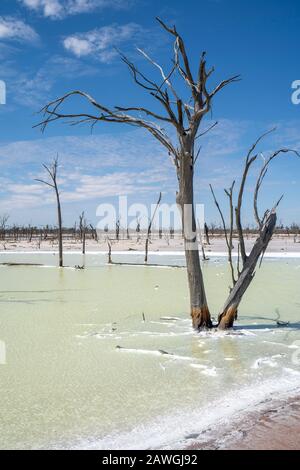 Malles d'arbres morts à Job Lake, un lac salé près de Beacon, Australie occidentale Banque D'Images