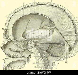 Éléments de l'anatomie de Quain . olds. Son attachement à la crête osseuse marque le cours du sinus occipital postérieur ou des sinus. Structure.—Le matère de la dura se compose de tissu fibreux blanc et élastique, disposés en bandes et en laminae, ceux des deux couches se croissexcentriquement pour la plus grande partie du matère crânien de la dura. In.the rachidienne mater les faisceaux ont un arrangement plus presque parallèle.UNE couche de cellules épithéliales aplaties couvre sa surface intérieure, et aussi ses 374 MEMBEA^ES OP CERVEAU ET MOELLE ÉPINIÈRE. Surface extérieure entre les endroits d'adhérence aux os et sutures.A sim Banque D'Images