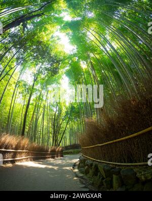 Un fisheye, grand angle vue de la forêt de bambous d'Arashiyama Sagano (Bambouseraie), une attraction populaire dans la région de Arashiyama, Kyoto, Japon. Banque D'Images