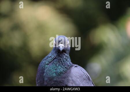 Gros plan d'UN pigeon bleu ou d'un oiseau de colombe dormant dans la nature verte , oiseaux de pigeon domestique, oiseaux de plein air Banque D'Images