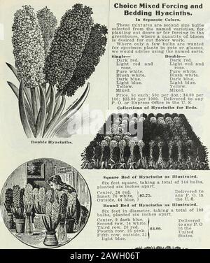 Ampoules et plantes : automne 1906 . La Virginie—Blush, blanc, grandes cloches et Spike.Prince de Waterloo—Blanc pur. Double BLEU. Grandes cloches et Bloksberg—Porcelaine, Spike.Charles Dickens — Bleu clair, large truss compact.Garrick—Azure, fine truss.Lord Raglan—Dark, fine.Prince de Saxe Weimar—riche truss violet, fine. DOUBLE JAUNE. Bouquet d'Orange—Orange.Goethe—jaune soufre, fine truss.Jaime Supreme—Pure. AMPOULES À FLEURS, PLANTES, ETC. Doubles Jacinthes. Hyacinthes Cultivés en Pots et lunettes. VERRES À JACINTHE. Diverses couleurs.Bas et grand, chacun 15 c Par douzaine, 1,50 $ Par achat express. Banque D'Images