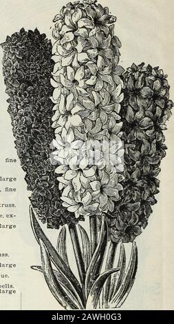 Ampoules et plantes : automne 1906 . ite, large treillis. Linnocence : blanc pur, grand. Madame Van der Hoop—Grande cloche blanc pur, ex-tra. Paix de lEurope — Blanc pur, grand brochet. Voltaire—Blanc blush. BLEU UNIQUE. Baron van Thuyll—Dark, large truss.Czar Peter—Porcelaine, large Spike.Grand Maitre — porcelaine Profonde, large truss.King of the Blues—bleu Brillant Profond.Marie—bleu foncé, violet ombré.Pieneman—porcelaine sombre, grandes cloches.Queen of the Blues—bleu Azur, grandes cloches et piquets.Regulus—bleu clair. JAUNE UNIQUE. IDA—jaune doré, très fine.la Pluie Dor—jaune riche» ou DAustralie—doré Banque D'Images