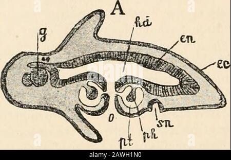 Livre de texte de l'anatomie comparée . MPARATIVE ANATOMIE CHAP. Corps, qui jusqu'à présent a été tolérablement rond, commence à s'aplatir ; la surface de la bouche se trouve comme la surface ventrale peut être distinguée de la dorsalsurface sous laquelle se trouvent les yeux et le cerveau. Les cellules du mésoderme se forment partout entre l'intestin et l'épithélium corporel, et forment une masse continue, plus épaisse au côté ventral. Ces couches de mésoderme qui léecperdent sous l'épithélium produisent la musculature dermique ; les cellules mésodermiques plus profondes produisent le parenchyme corporel, et probablement aussi la germinale-préparaine Banque D'Images