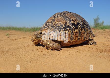 (Stigmochelys pardalis tortue léopard) dans l'habitat naturel, l'Afrique du Sud Banque D'Images