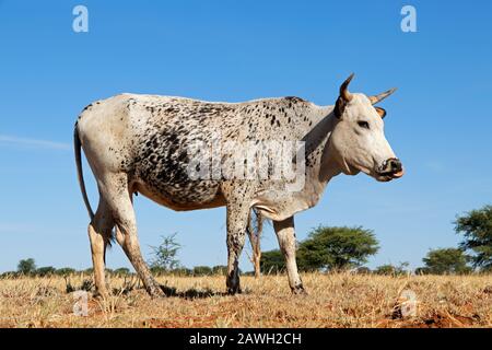 Vache Nguni - élevage de bovins indigènes d'Afrique du Sud - sur ferme rurale Banque D'Images