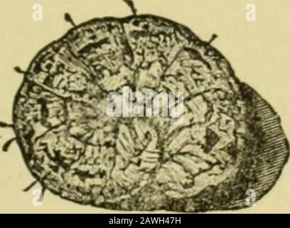 Quince cultureAn main-livre illustré pour la propagation et la culture du coing avec des descriptions de ses variétés, ennemis d'insectes, maladies, et leurs remèdes . Fig. 7^.—CIIKYSAL.KS DE LA VARIABLE-GATED CUT-WORM.. Banque D'Images