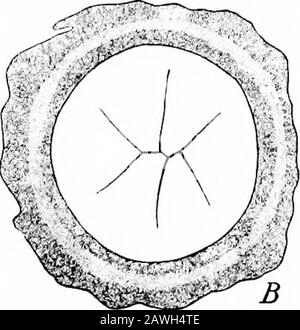 Le développement de l'organisme humain ; un manuel d'embryologie humaine . Banque D'Images