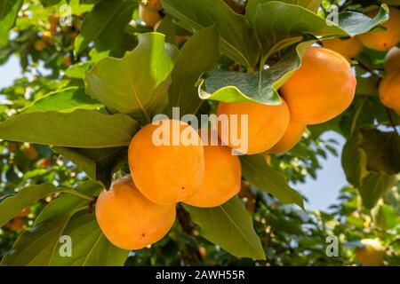 Les persimmons mûrs se rapprochés de l'arbre de Persimmon Banque D'Images