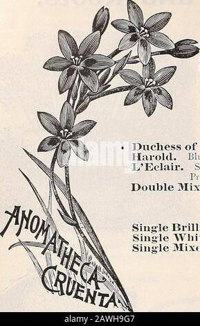 Catalogue d'automne de Dreer : 1899 bulbes plantes, graines, etc . ften floraison plusieurs fois en saison. Très grandes fleurs, d'une carmine profonde rayée avec blanc. 75 cts. Each.Forinosissiina ^{Jacobccan Lily). Cramoisi ; floraison au début de l'été. 5 cts chacun ; 50 cts par doz.Johusonii. Très grande fleur, d'une riche couleur cramoisi-cramoisi, rayée avec du blanc (voir coupe). Très grandes ampoules, 30 cts chacune; §300 par doz.Prince d'Orange. Grandes fleurs; orange mélangé avec blanc et vert. §1.00 chacun ; 10,00 $ par doz.Regina {Qneen Lily). Rouge et blanc. 25 cts chacun; 2,50 $ par hybride doz.Vittata. Bea Banque D'Images