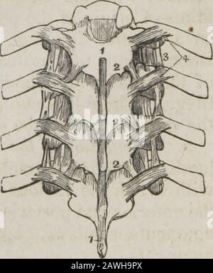 Un système d'anatomie humaine, général et spécial . ligaments svers aux douzième côtes élévatrices. Actions.—les mouvements autorisés par les articulations des côtes, sont vers le haut et vers le bas, et glisslyvers l'avant et vers l'arrière; le movementaugmentant en étendue de la tête à l'extrémité de la nervure. Le mouvement vers l'avant et vers l'arrière est très triflant dans le theseven supérieur, mais plus grand dans les nervures inferiorts; les onzième et douzième sont verydéplaçables. 7. Articulation des nervures avec le Ster-num, et entre elles.—Les ligationsdes articulations costo-sternales sont,— antérieure costo-sternal, Post Banque D'Images