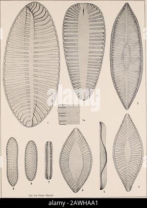 Atlas Der Diatomaceen-Kunde . Vorläufige Erläuterungen zu Dr. A. Schmidts Atlas der Diatomaceenkunde Tafel 362. Herausgegegeben Von Friedrich Hustedt, Brême. Dezember 1925. Ü^ Vergrößerung 1000 fach, wenn nichts bemerkt. 1. Java, r. M. Surirella curvifacies J. Brun. (Diatomiste II, Taf. 1..Fig. 3 TI, :M). DAS von mir auf Taf. 283, Fig. 12 abgebildete Bruchstück erweistsich jetzt als hierher gehörig, die Bezeicnung S. TraunsteineriHu St. IST einzuziehen. La=2000/i Teil der Struktur. 2. Ebenda. S. chinensis J. Brun (1. C. Fig. 44). 3-G. Calama, Chili, F. B. Ich ziehe diese Formen zu S. chilensis Banque D'Images