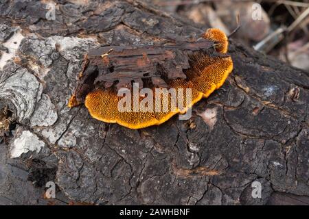 Dtéal: Le dessous montrant les 'branchies' de Gloeophyllum sepiarium, Rusty Gilled Polypore. T Banque D'Images