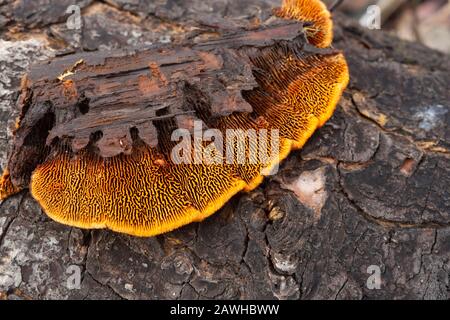 Dtéal: Le dessous montrant les 'branchies' de Gloeophyllum sepiarium, Rusty Gilled Polypore. T Banque D'Images