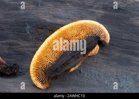 Dtéal: Le dessous montrant les 'branchies' de Gloeophyllum sepiarium, Rusty Gilled Polypore. T Banque D'Images