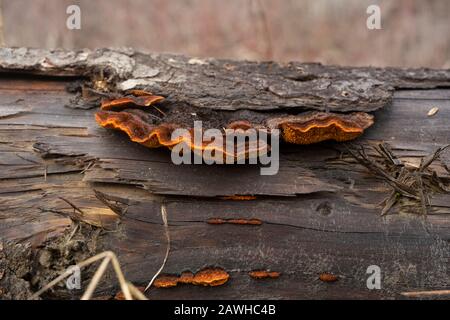 Gloeophyllum sepiarium, Rusty Gilled Polypore, qui pousse sur le tronc d'un arbre de conifères mort, le long des rives de la rivière Kootenai, à Troy, Montana. Banque D'Images