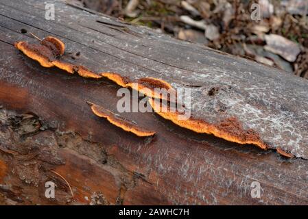 Gloeophyllum sepiarium, Rusty Gilled Polypore, qui pousse sur le tronc d'un arbre de conifères mort, le long des rives de la rivière Kootenai, à Troy, Montana. Banque D'Images