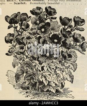 R & JFarquhar and Co'scatalog, 1897 : plantes à graines testées fiables, ampoules engrais outils, etc . ^ft., .05 BARTONIA Aurea. Ikight, orange-jaune; showy, dur annuel. 1)2 pieds 05 GRAIN, Scarlet Runner. Joli Grimpeur 05 — Canal Blanc 05 — Dame Peinte. Écarlate et BETTERAVE blanche 05, Chilien Golden. Feuillage très ornemental . .05 — Scarlet. Remarquablement beau 05. FARQUHARS PRIX TUBEROUS BEGONIA. N° 1565. Paquet, 25 cents Pkt. Begonia, Tuberous. Une classe magnifique de plantes.et, avec un peu de soin, facilement élevé de la graine. Theyare très libre-floraison, avec de grandes fleurs gracieuses, les deux plume Banque D'Images