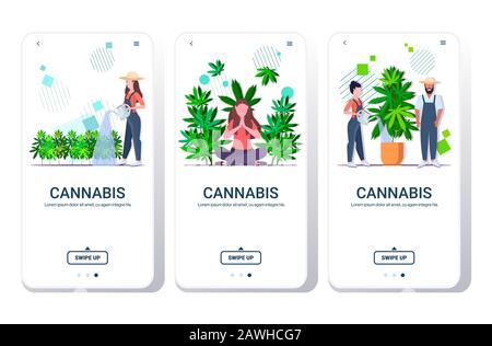 set agriculteurs arrosage cannabis fille profitant de l'effet narcotique plantation de chanvre industriel culture de la marijuana plante consommation de drogue concept smartphone écrans collection mobile app copie espace illustration vectorielle Illustration de Vecteur