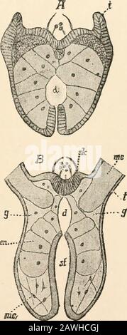 Livre de texte de l'anatomie comparée . Les plateaux de natation apparaissent sous forme de cilia fusionnée dans 8 méridiens, disposés en paires au siirface de l'ectoderme. Au premier abord, quelques plaques de natation sont formées en eachrow, mais leur nombre augmente progressivement. Les espaces creux des canaux gastro-intestinaux apparaissent comme une fissure pénétrant de la cavité gastrique à la référence. Entre l'endoderme et le stomie-drum d'un côté, et l'ectoderme de l'autre, une masse claire de gelée est sécrétée. Les variouselements qui dans la Ctenophora occupent la théjelly sont, selon certains chercheurs, dérivés de cellules qui migrent dans Banque D'Images