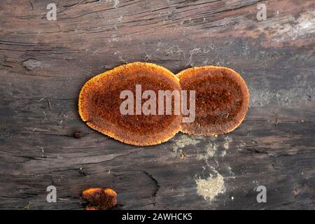 Gloeophyllum sepiarium, Rusty Gilled Polypore, qui pousse sur le tronc d'un arbre de conifères mort, le long des rives de la rivière Kootenai, à Troy, Montana. Banque D'Images