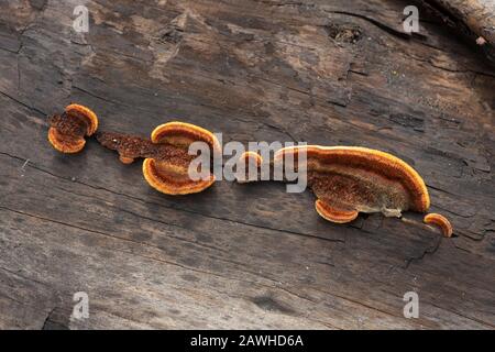 Gloeophyllum sepiarium, Rusty Gilled Polypore, qui pousse sur le tronc d'un arbre de conifères mort, le long des rives de la rivière Kootenai, à Troy, Montana. Banque D'Images