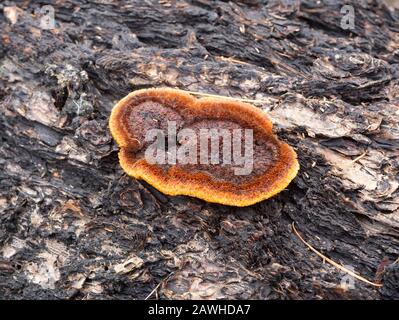 Gloeophyllum sepiarium, Rusty Gilled Polypore, qui pousse sur le tronc d'un arbre de conifères mort, le long des rives de la rivière Kootenai, à Troy, Montana. Banque D'Images