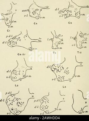 L'anatomie du système nerveux, du point de vue du développement et de la fonction . mn dans le second lombaire aux deuxième sacralsegments. La colonne cellulaire intcrmcdiolatcral se trouve dans la colonne latérale de la région tho-racic du cordon et est prolongée vers le bas dans les monts lombaire supérieurs. Il est composé de petites cellules, dont les axons traversent les racines ventrales, les nerfs spinaux et les communicantes blanches de rami dans le système sympathétinerveux (Fig. 37). Ils ont à voir avec l'innervation du muscle lisse et cardiaque et du tissu glandulaire. L'étendue longitudinale de la colonne Corr Banque D'Images