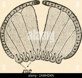 Texte-livre de l'anatomie comparée . escrit, comme aussi la formation d'un germe à deux couches par epibole. Nous reprenons ici notre compte du développement. Une fois que les 8 macromeres ont formé un bouchon de micromeres qui produisent le complet, ils se divisent eux-mêmes en 16 macromeres, qui s'organisent plaque asa sur le côté végétatif du germe. Sur chacun des 16 macromeresresresresresserre un micromere sur le côté inférieur, c'est-à-dire vers la surface végétative du germe (Fig. 100). Les 16 micromeres ainsi formés font partie du rnesodermalrudiment, le rudiment à n'importe quel rythme du tentac Banque D'Images