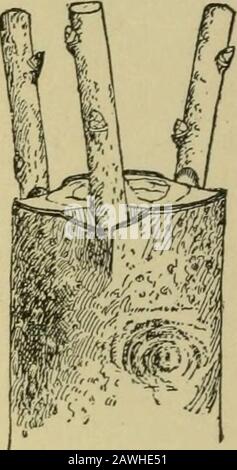 Quince cultureAn main-livre illustré pour la propagation et la culture du coing avec des descriptions de ses variétés, ennemis d'insectes, maladies, et leurs remèdes . Fig. 37. Fig. 38. Greffe de couronne. Quand l'écorce glisse. Le stock n'est pas fendu, mais la langue du pion est glissée sous l'écorce comme en herbe. Les avantages des cionsavec seulement un ou deux bourgeons sont, qu'ils ne sèchent pas dès que les cions plus longs, ils Banque D'Images