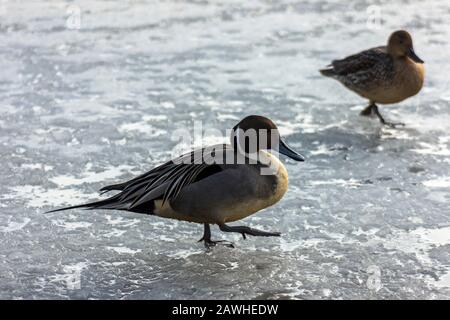 Magnifique canard à queue de pin mâle du nord marchant sur le lac fraîchement gelé. Magnifique oiseau avec de superbes plumes, de longs plumes de queue. Rétroéclairé, le sujet est d Banque D'Images