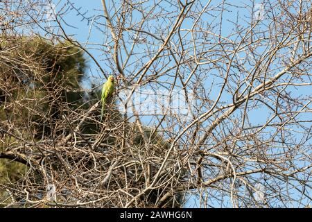 Parrot assis sur un arbre dans un parc de la ville Banque D'Images